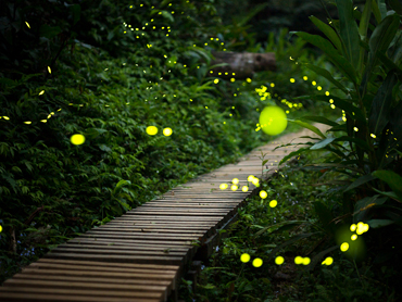 나나문 반딧불이 & 람파얀 비치