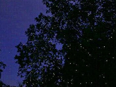 동막골 스르방 반딧불이 투어