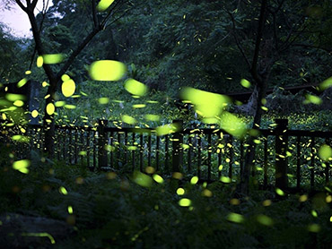 웨스톤 반딧불이 투어